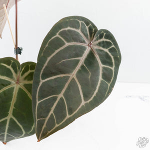 Anthurium Red Velvet Cake '24' x Home, Sweet Home '32' by DocBlock® (wk19-M)