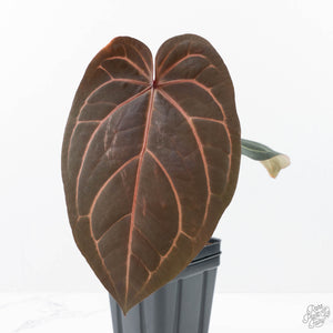 Anthurium Home, Sweet Home '32'  x Red Velvet Cake '24' x by DocBlock® (wk21-J)