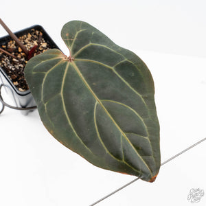 Anthurium Home, Sweet Home '32'  x Red Velvet Cake '24' x by DocBlock® (wk21-J)