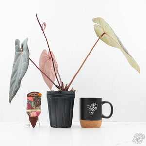 Anthurium Red Velvet Cake '24' x Home, Sweet Home '32' by DocBlock® (wk21-W)