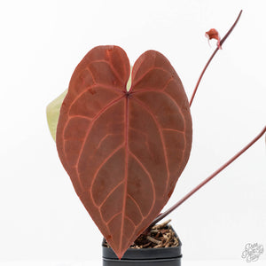 Anthurium Red Velvet Cake '24' x Home, Sweet Home '32' by DocBlock® (wk21-W)