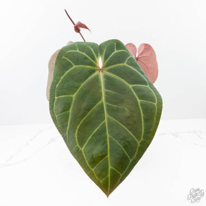 Anthurium Red Velvet Cake '24' x Home, Sweet Home '32' by DocBlock® (wk21-W)