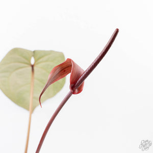Anthurium Red Velvet Cake '24' x Home, Sweet Home '32' by DocBlock® (wk21-W)