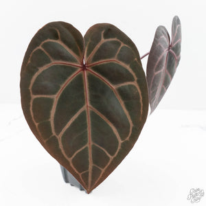 Anthurium Red Velvet Cake '24' x Home, Sweet Home '32' by DocBlock® (wk24-G) *Extra Dark*
