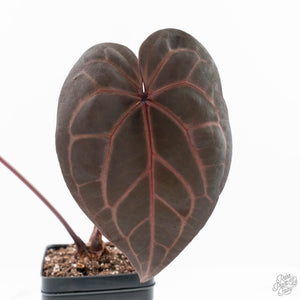 Anthurium Red Velvet Cake '24' x Home, Sweet Home '32' by DocBlock® (wk24-G) *Extra Dark*