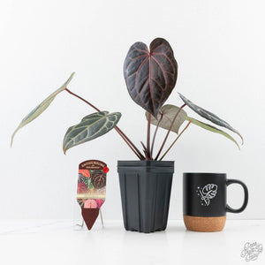 Anthurium Red Velvet Cake '24' x Home, Sweet Home '32' by DocBlock® (wk25-D)