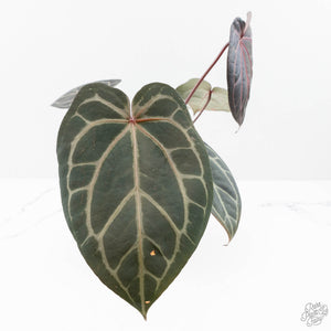 Anthurium Red Velvet Cake '24' x Home, Sweet Home '32' by DocBlock® (wk25-D)