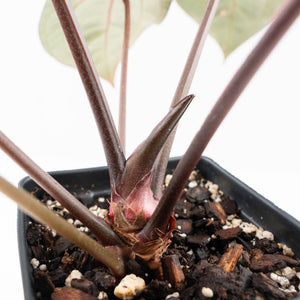 Anthurium Red Velvet Cake '24' x Home, Sweet Home '32' by DocBlock® (wk25-D)