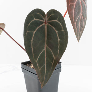 Anthurium Red Velvet Cake '24' x Home, Sweet Home '32' by DocBlock® (wk30-J)