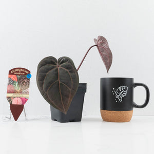 Anthurium Red Velvet Cake '24' x Home, Sweet Home '32' by DocBlock® (wk30-K)