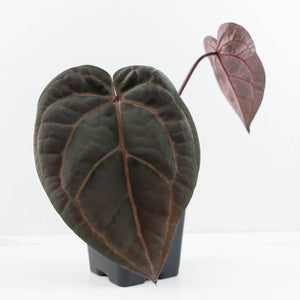 Anthurium Red Velvet Cake '24' x Home, Sweet Home '32' by DocBlock® (wk30-K)