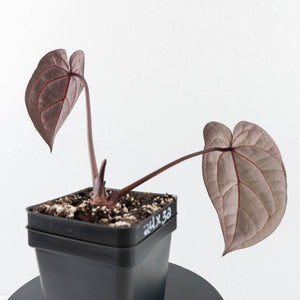 Anthurium Red Velvet Cake '24' x Home, Sweet Home '32' by DocBlock® (wk30-K)