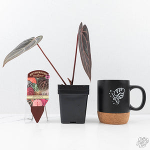 Anthurium Red Velvet Cake '24' x Home, Sweet Home '32' by DocBlock® (wk20-Q)