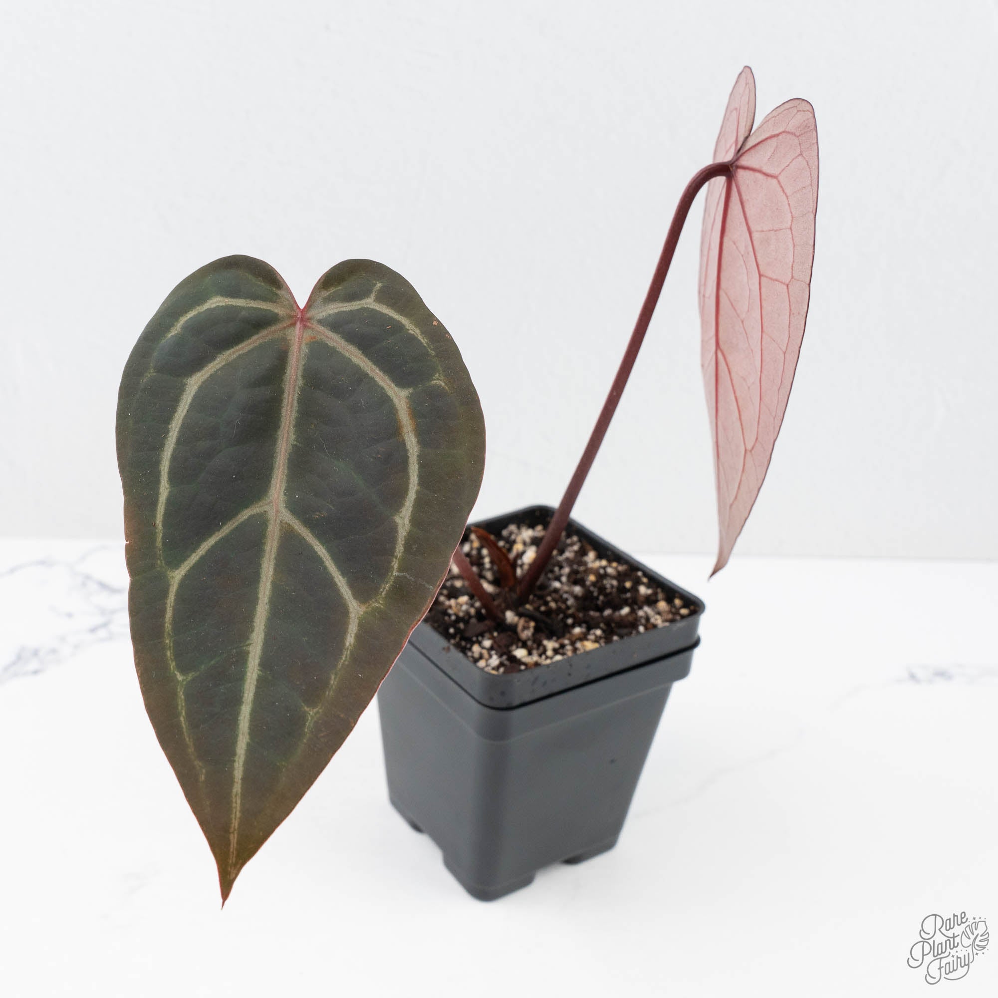 Anthurium Red Velvet Cake '24' x Home, Sweet Home '32' by DocBlock