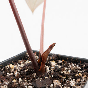 Anthurium Red Velvet Cake '24' x Home, Sweet Home '32' by DocBlock® (wk20-Q)