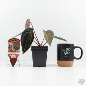 Anthurium Red Velvet Cake '24' x Red Velvet Cake '24' by DocBlock® (wk18-F)