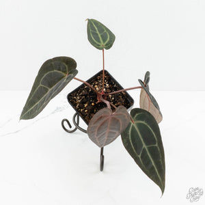Anthurium Red Velvet Cake '24' x Red Velvet Cake '24' by DocBlock® (wk18-F)
