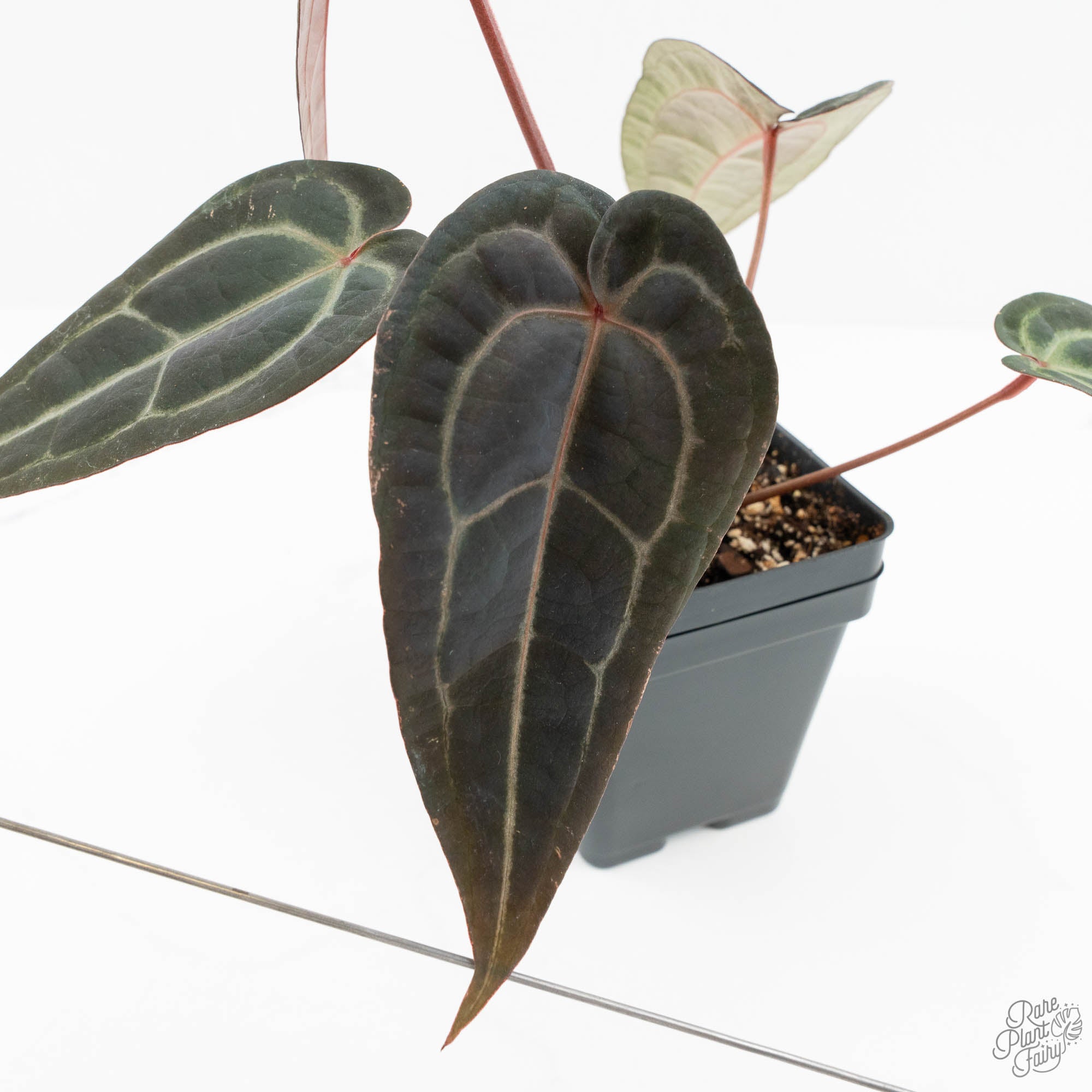 Anthurium Red Velvet Cake '24' x Red Velvet Cake '24' by DocBlock