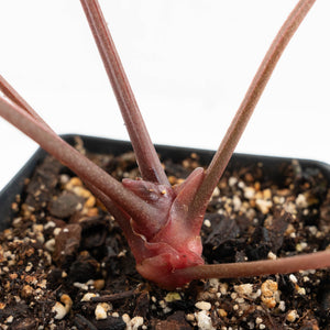 Anthurium Red Velvet Cake '24' x Red Velvet Cake '24' by DocBlock® (wk18-F)