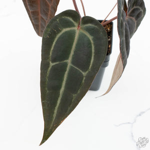 Anthurium Red Velvet Cake '24' x Red Velvet Cake '24' by DocBlock® (wk18-F)