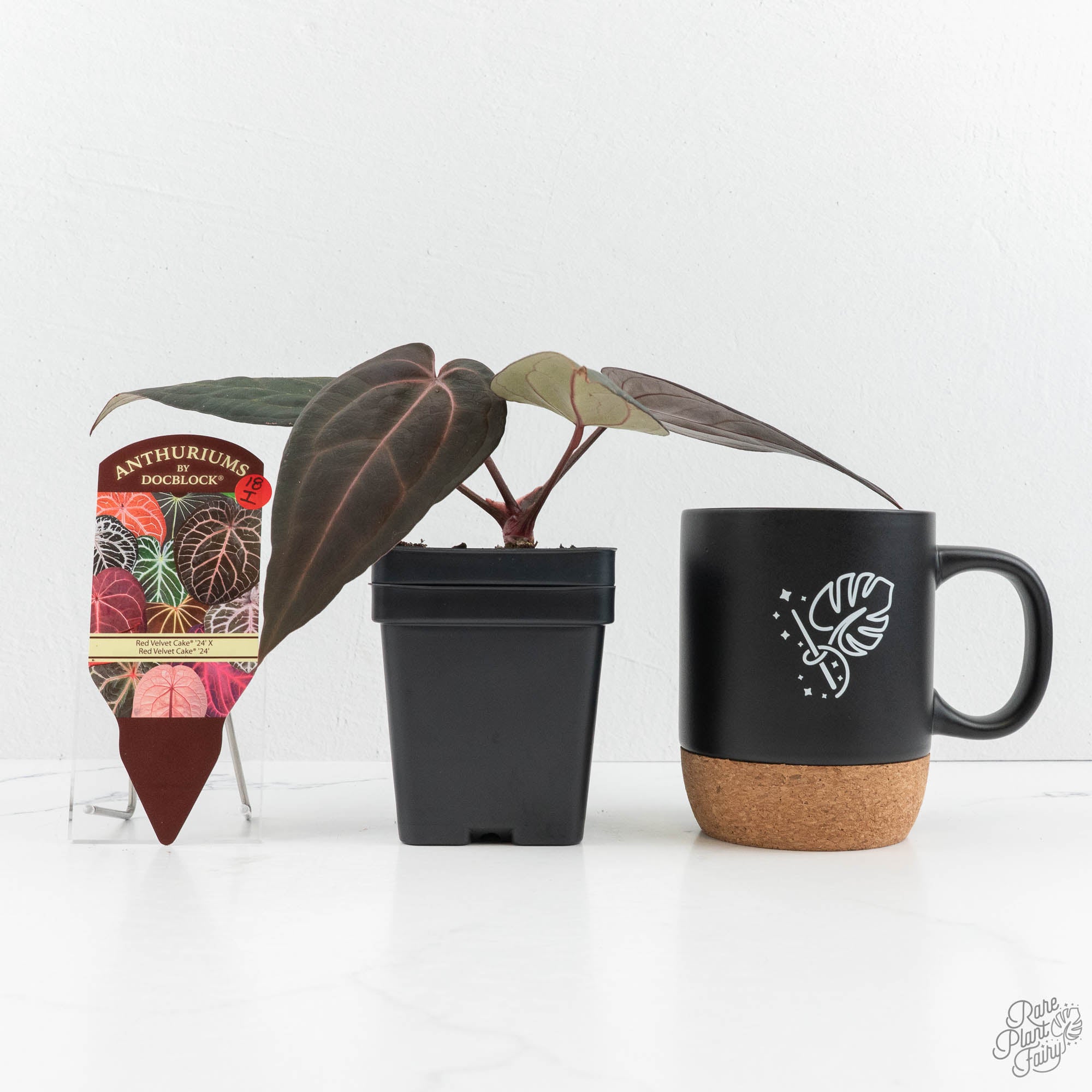Anthurium Red Velvet Cake '24' x Red Velvet Cake '24' by DocBlock