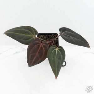 Anthurium Red Velvet Cake '24' x Red Velvet Cake '24' by DocBlock® (wk18-I)