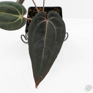 Anthurium Red Velvet Cake '24' x Red Velvet Cake '24' by DocBlock® (wk18-I)