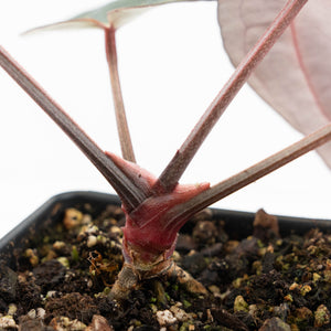 Anthurium Red Velvet Cake '24' x Red Velvet Cake '24' by DocBlock® (wk18-I)