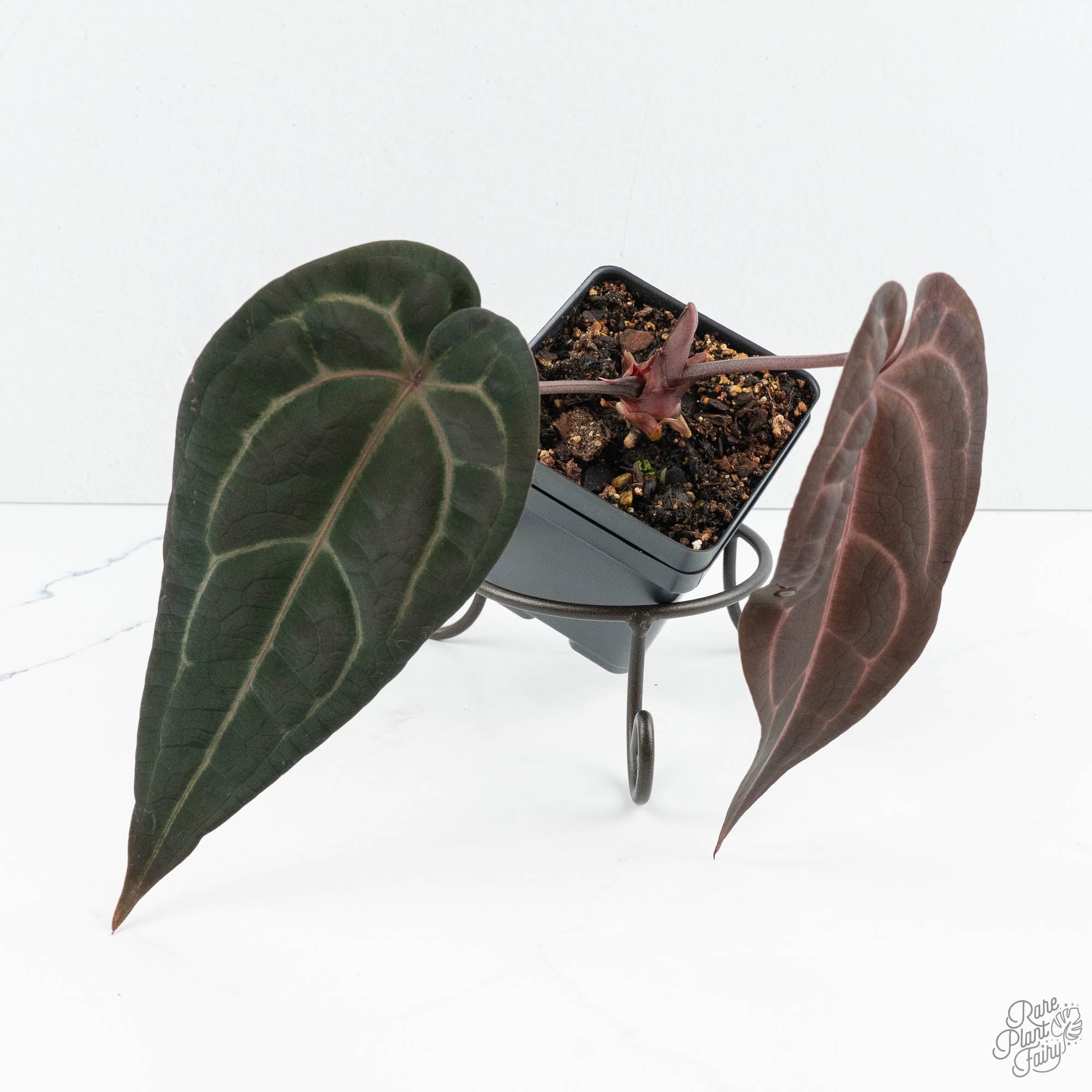 Anthurium Red Velvet Cake '24' x Red Velvet Cake '24' by DocBlock
