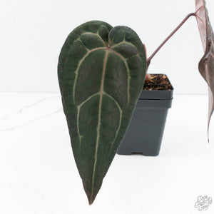 Anthurium Red Velvet Cake '24' x Red Velvet Cake '24' by DocBlock® (wk19-B)