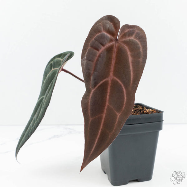 Anthurium Red Velvet Cake '24' x Red Velvet Cake '24' by DocBlock