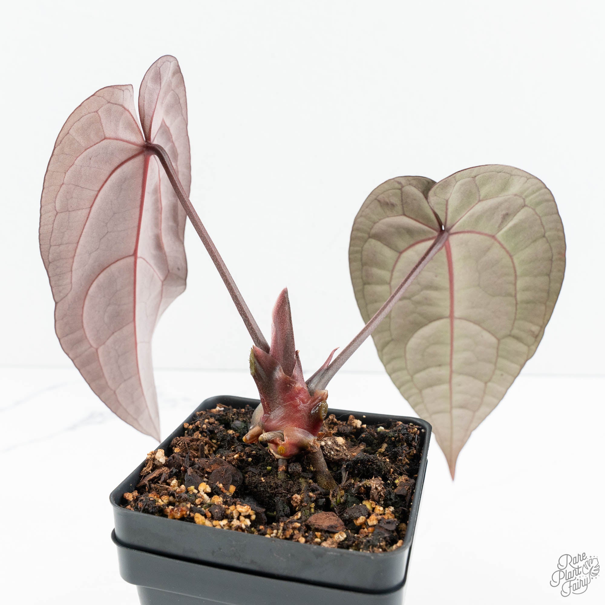 Anthurium Red Velvet Cake '24' x Red Velvet Cake '24' by DocBlock