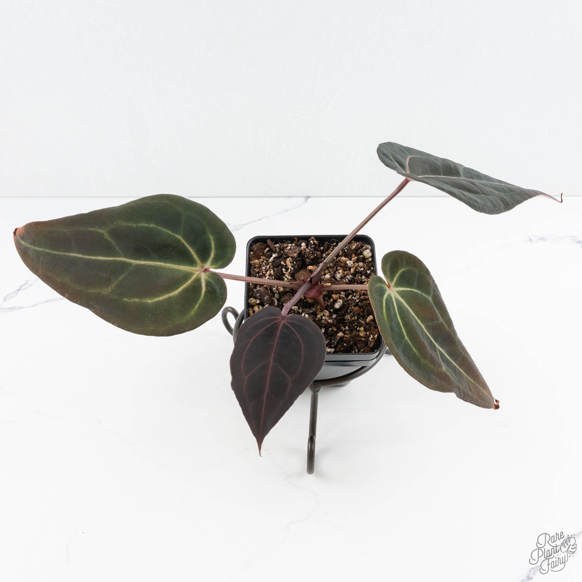 Anthurium Red Velvet Cake '24' x Red Velvet Cake '24' by DocBlock