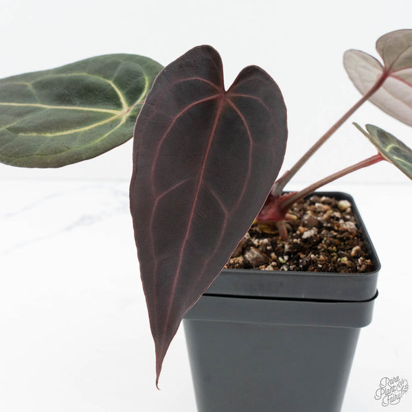 Anthurium Red Velvet Cake '24' x Red Velvet Cake '24' by DocBlock