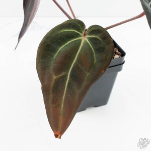 Anthurium Red Velvet Cake '24' x Red Velvet Cake '24' by DocBlock® (wk19-V)