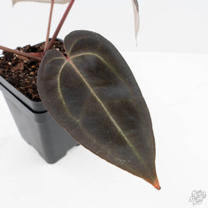Anthurium Red Velvet Cake '24' x Red Velvet Cake '24' by DocBlock® (wk20-I)