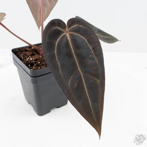 Anthurium Red Velvet Cake '24' x Red Velvet Cake '24' by DocBlock® (wk20-I)