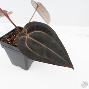 Anthurium Red Velvet Cake '24' x Red Velvet Cake '24' by DocBlock® (wk20-I)