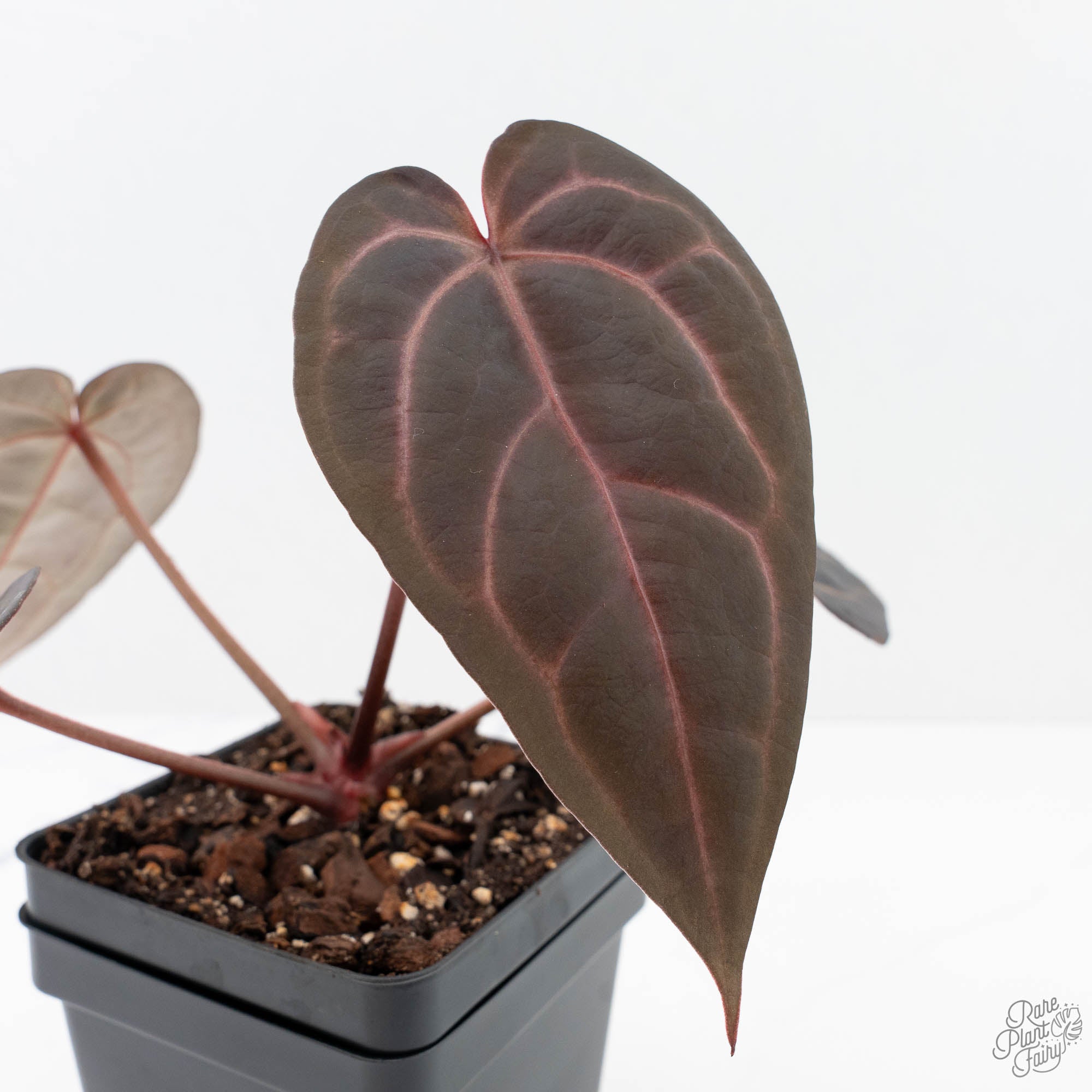 m*e様 Anthurium red velvet cake Anthurium Red Velvet Cake '24' x Red Velvet Cake '24' by DocBlock