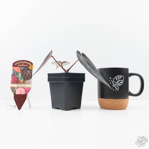 Anthurium Red Velvet Cake '24' x Red Velvet Cake '24' by DocBlock® (wk21-H)