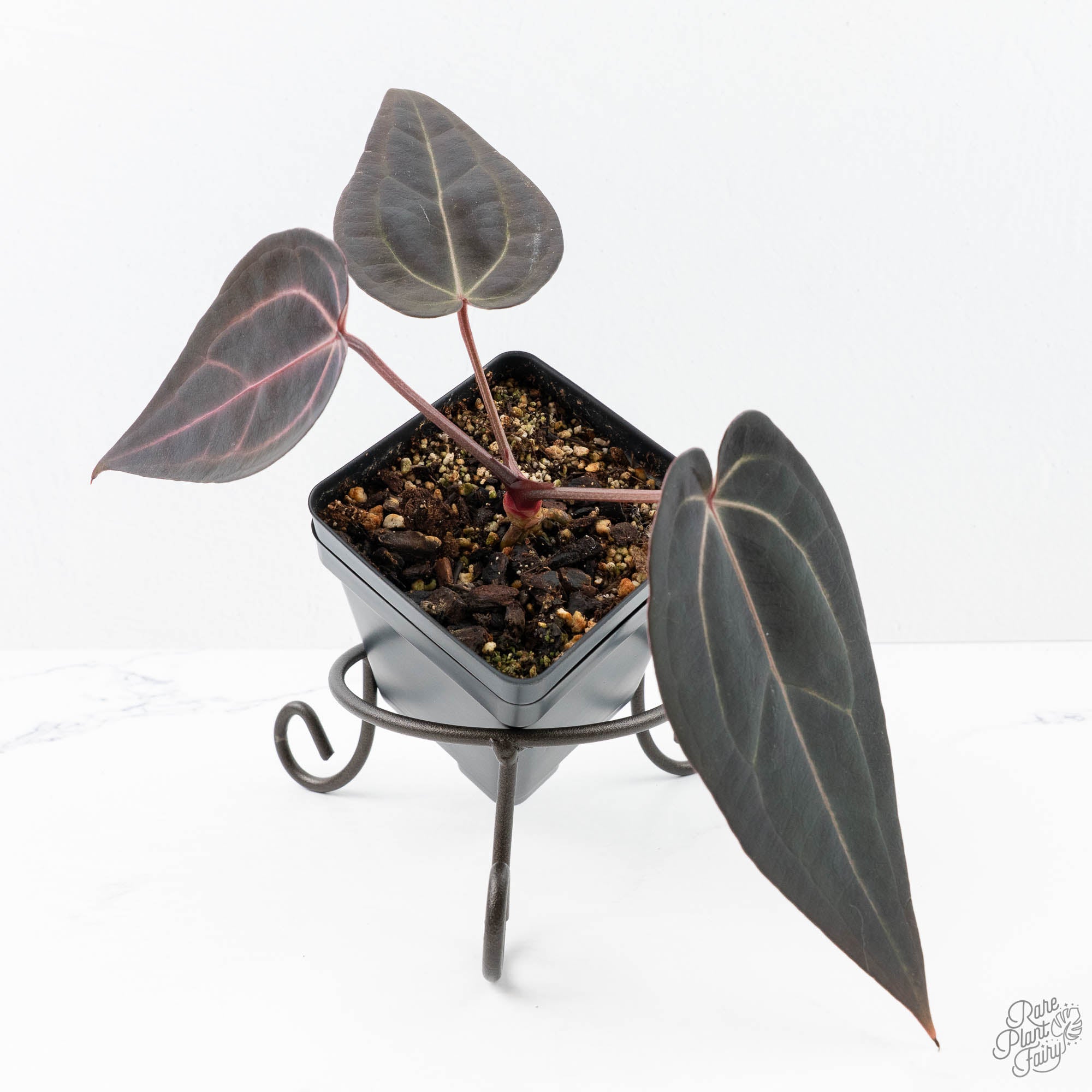 Anthurium Red Velvet Cake '24' x Red Velvet Cake '24' by DocBlock