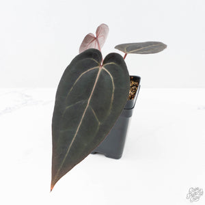 Anthurium Red Velvet Cake '24' x Red Velvet Cake '24' by DocBlock® (wk21-H)