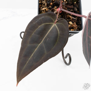 Anthurium Red Velvet Cake '24' x Red Velvet Cake '24' by DocBlock® (wk21-H)