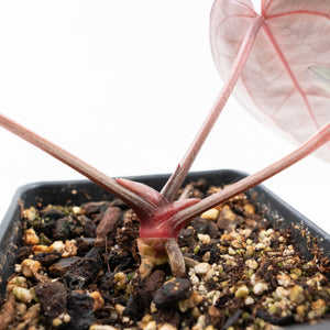 Anthurium Red Velvet Cake '24' x Red Velvet Cake '24' by DocBlock® (wk21-H)
