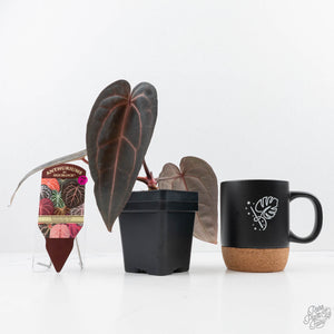 Anthurium Red Velvet Cake '24' x Red Velvet Cake '24' by DocBlock® (wk22-E)