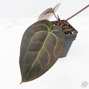 Anthurium Red Velvet Cake '24' x Red Velvet Cake '24' by DocBlock® (wk22-E)