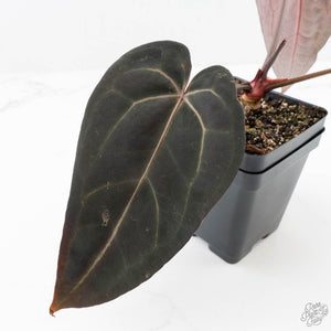 Anthurium Red Velvet Cake '24' x Red Velvet Cake '24' by DocBlock® (wk22-E)