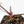 Anthurium Red Velvet Cake '24' x Red Velvet Cake '24' by DocBlock® (wk22-E)