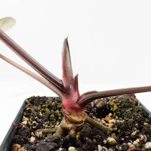 Anthurium Red Velvet Cake '24' x Red Velvet Cake '24' by DocBlock® (wk22-E)