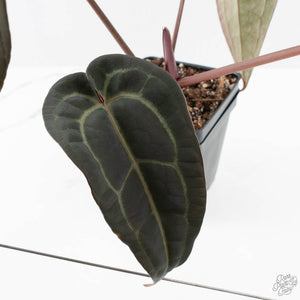 Anthurium Red Velvet Cake '24' x Red Velvet Cake '24' by DocBlock® (wk23-G)